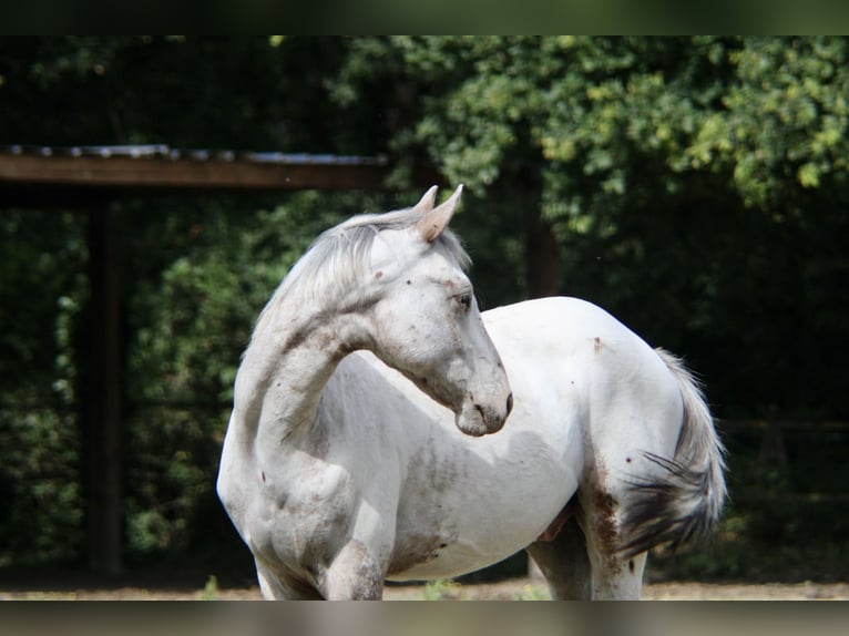 Appaloosa Mix Ruin 1 Jaar 150 cm Appaloosa in Gajoubert