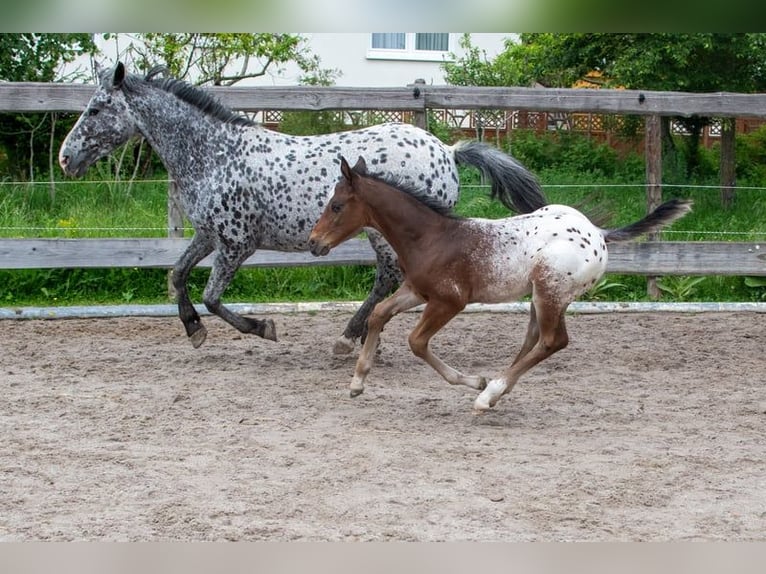 Appaloosa Ruin 1 Jaar Roan-Bay in D&#xF6;rzbach