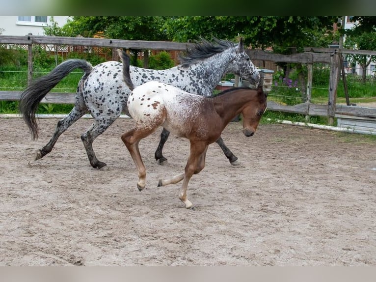Appaloosa Ruin 1 Jaar Roan-Bay in D&#xF6;rzbach