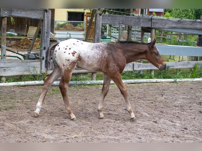Appaloosa Ruin 1 Jaar Roan-Bay in D&#xF6;rzbach