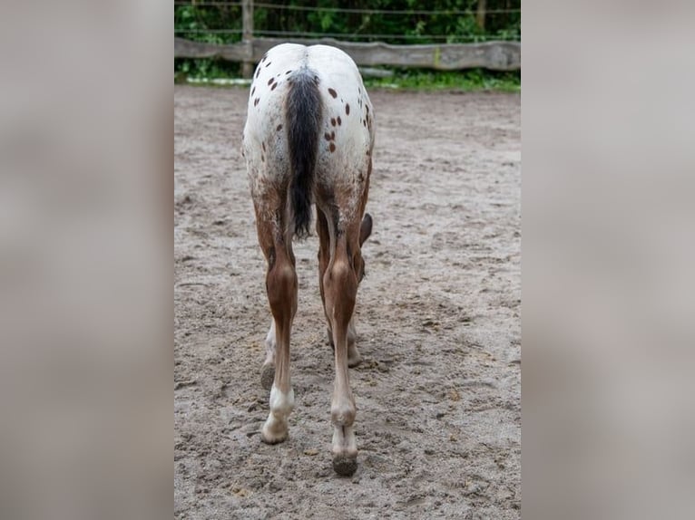 Appaloosa Ruin 1 Jaar Roan-Bay in D&#xF6;rzbach
