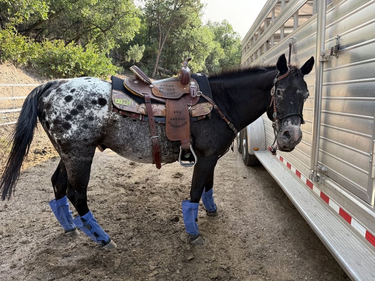 Appaloosa Ruin 20 Jaar 142 cm Zwartbruin in Howard