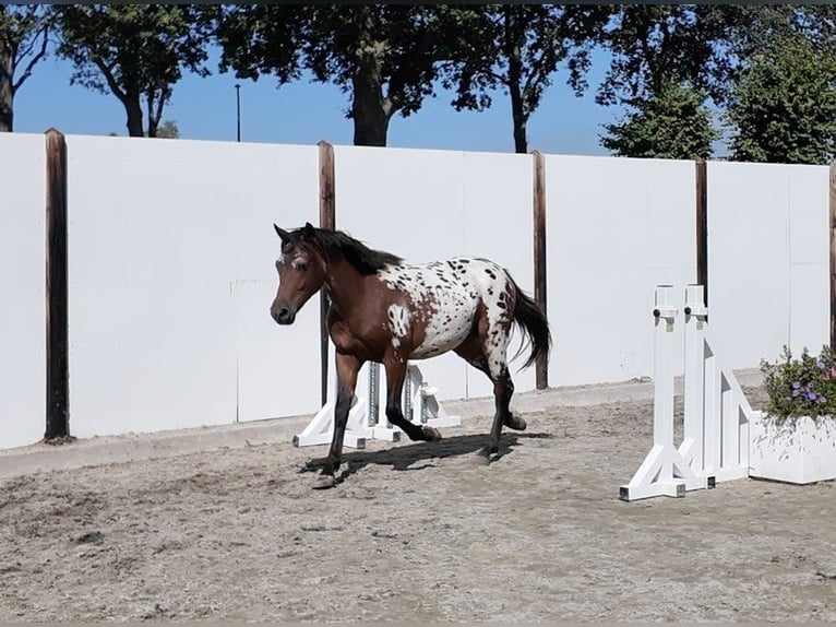 Appaloosa Ruin 2 Jaar 142 cm Appaloosa in Waddinxveen