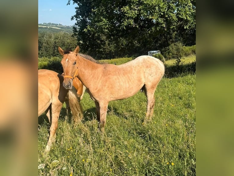 Appaloosa Ruin 2 Jaar 150 cm  in Daleiden