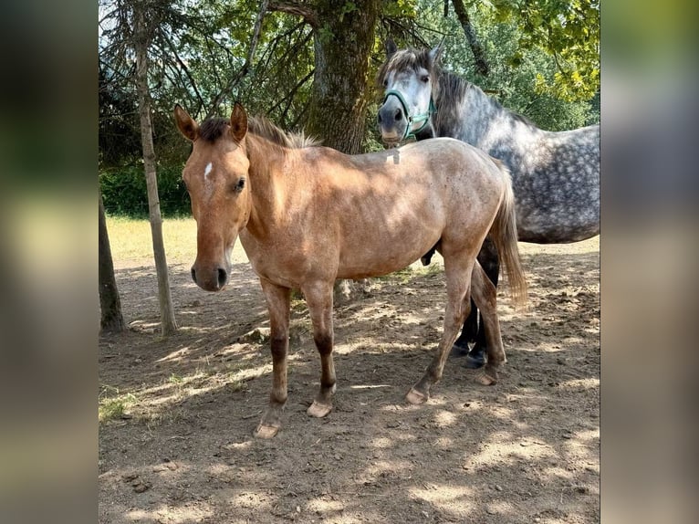 Appaloosa Ruin 2 Jaar 150 cm  in Daleiden