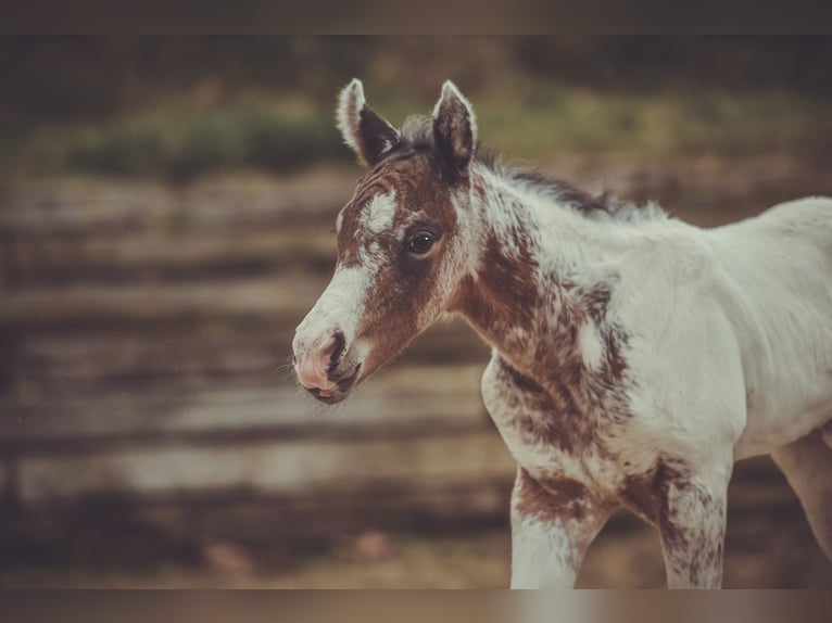 Appaloosa Ruin 2 Jaar 155 cm in Stein