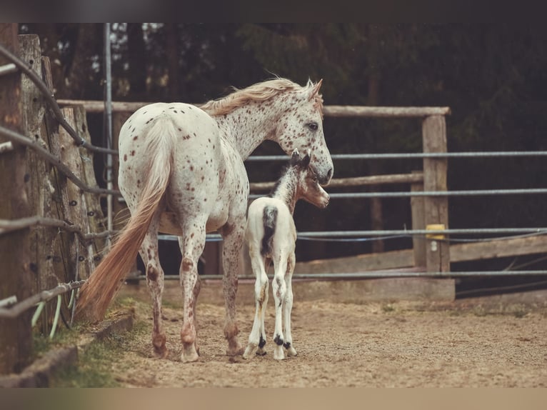 Appaloosa Ruin 2 Jaar 155 cm in Stein