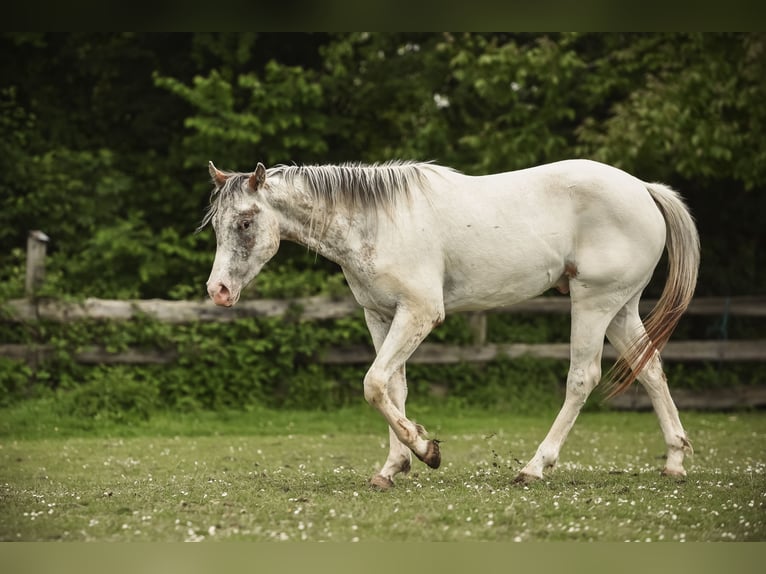 Appaloosa Ruin 2 Jaar 155 cm in Stein