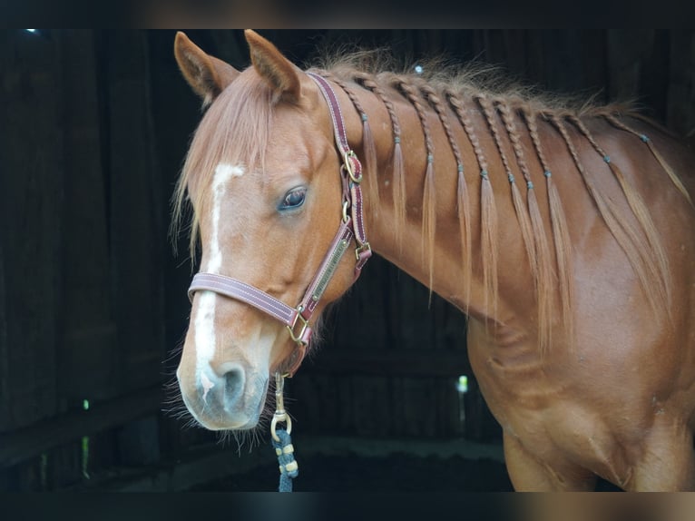 Appaloosa Ruin 2 Jaar 155 cm Vos in Vilsbiburg