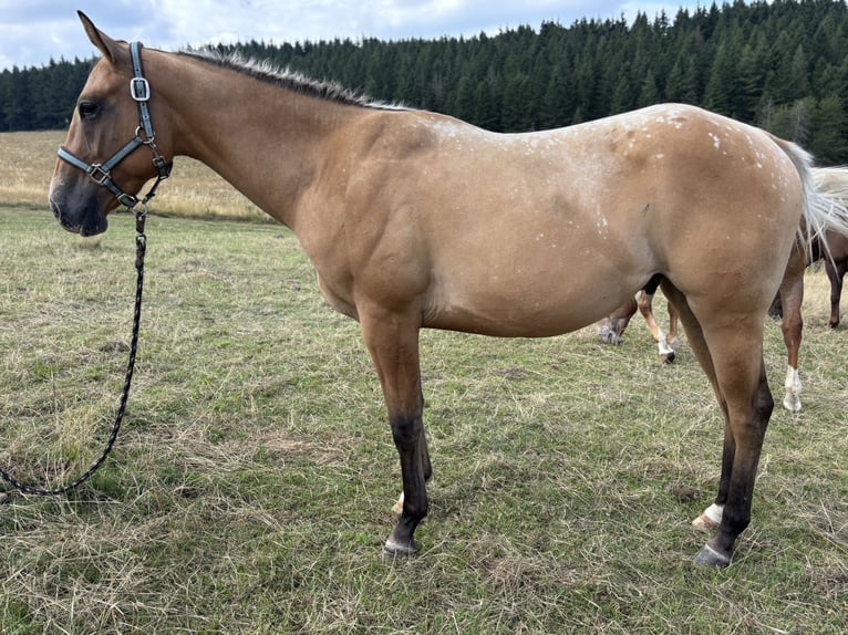 Appaloosa Ruin 2 Jaar 157 cm Red Dun in Heckenbach