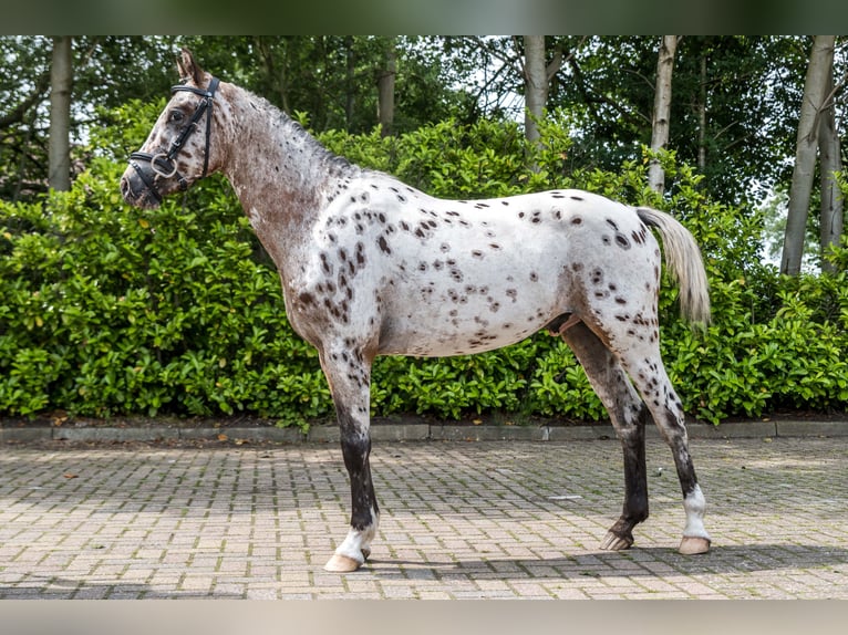 Appaloosa Ruin 3 Jaar 140 cm Appaloosa in Schuinesloot