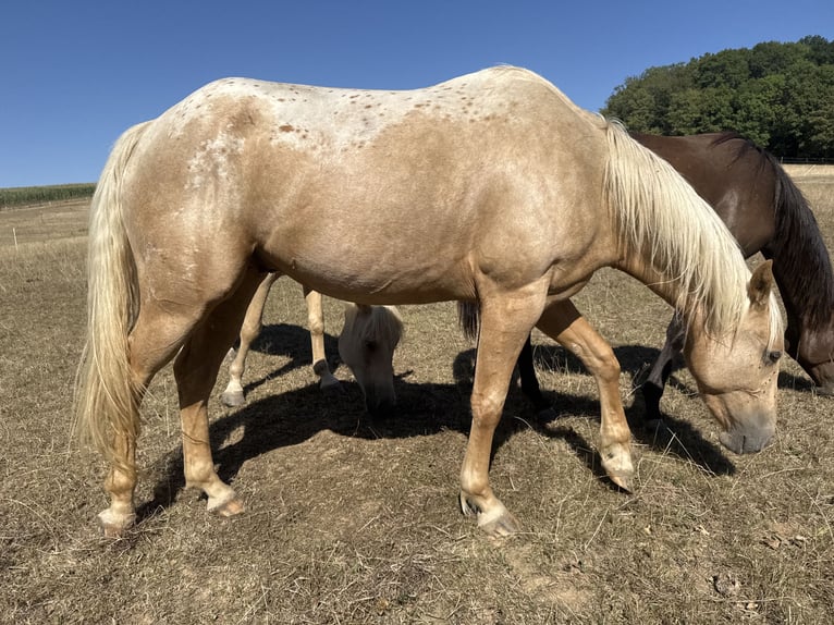 Appaloosa Ruin 3 Jaar 148 cm Palomino in Preußisch OldendorfPr. Oldendorf