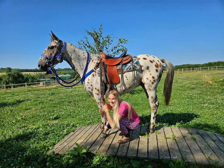 Appaloosa Ruin 3 Jaar 150 cm Appaloosa in Linkenbach