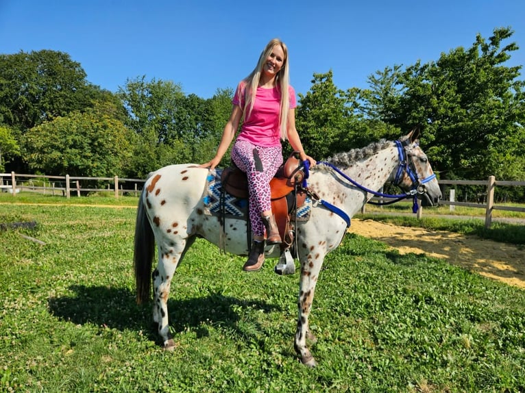 Appaloosa Ruin 3 Jaar 150 cm Appaloosa in Linkenbach