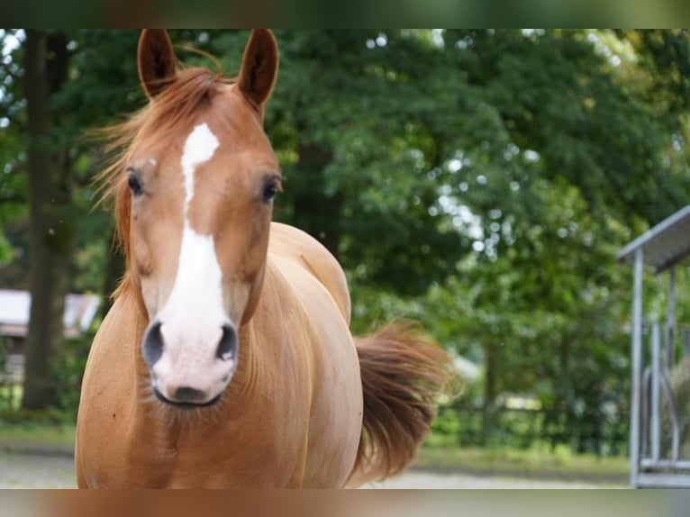 Appaloosa Ruin 3 Jaar 150 cm Vos in Martfeld