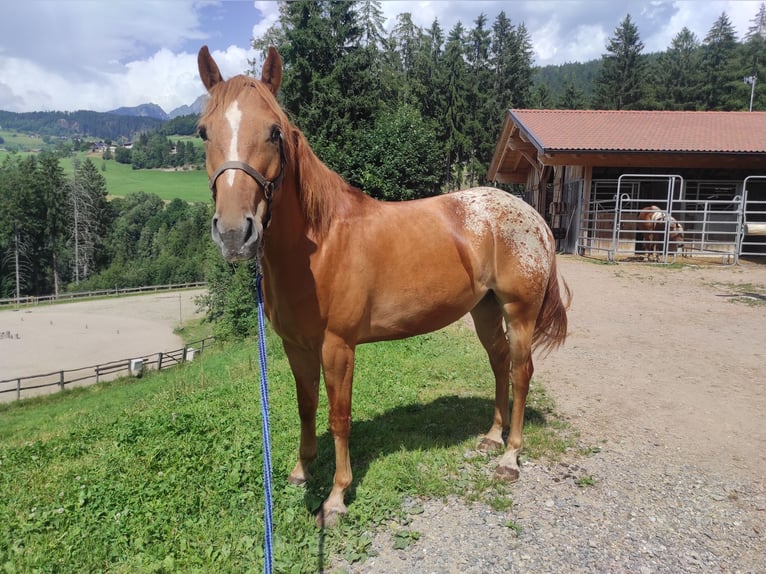 Appaloosa Mix Ruin 3 Jaar 150 cm in Platzers