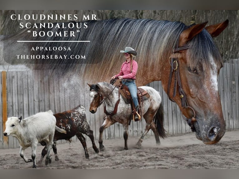 Appaloosa Ruin 3 Jaar 152 cm Roodbruin in Eatonton, GA