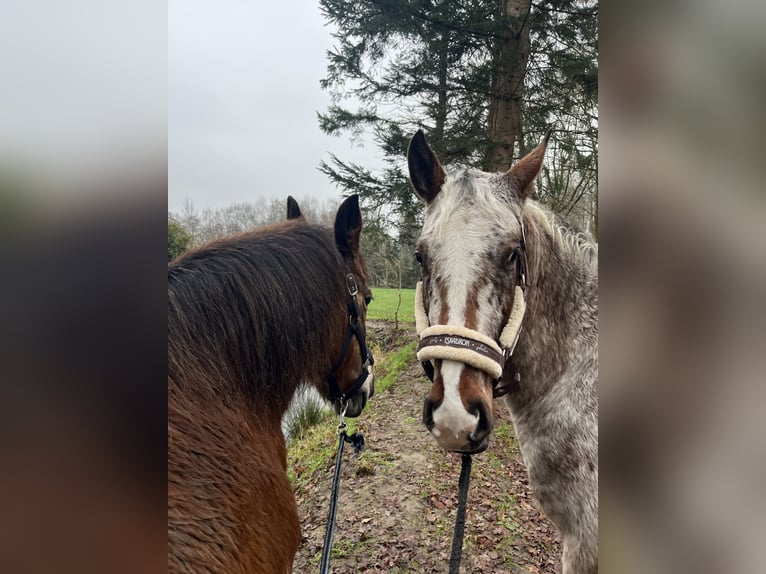 Appaloosa Ruin 3 Jaar 153 cm Roan-Bay in Kutenholz