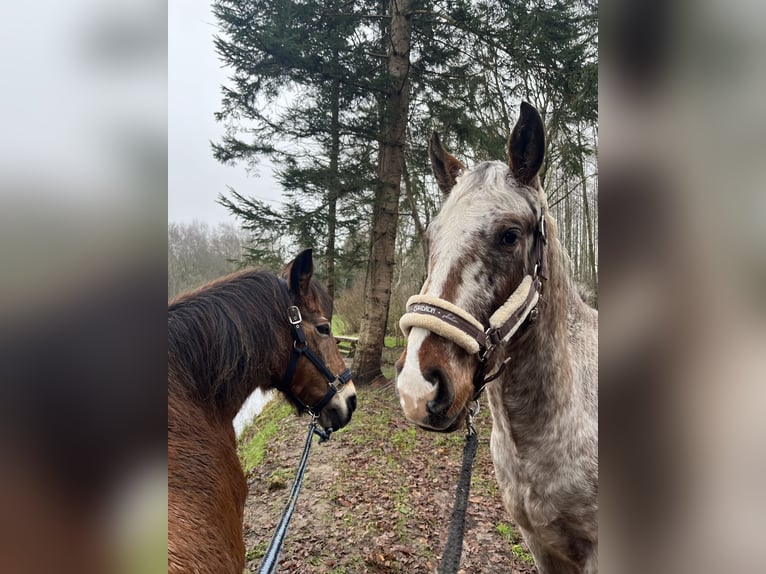 Appaloosa Ruin 3 Jaar 153 cm Roan-Bay in Kutenholz