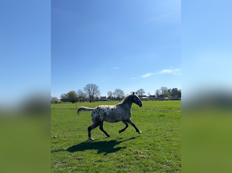 Appaloosa Ruin 3 Jaar 153 cm Roan-Bay in Kutenholz