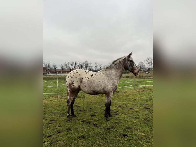 Appaloosa Ruin 3 Jaar 153 cm Roan-Bay in Kutenholz