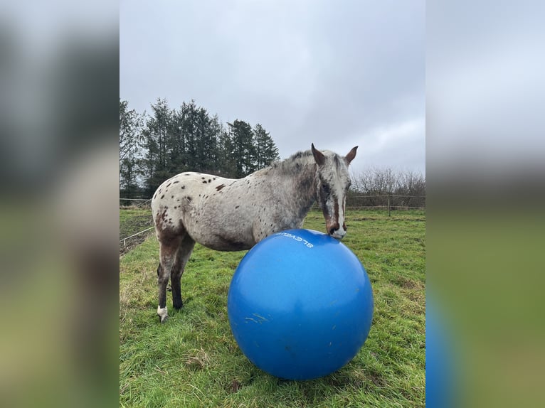Appaloosa Ruin 3 Jaar 153 cm Roan-Bay in Kutenholz
