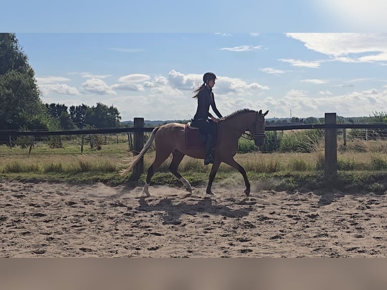 Appaloosa Mix Ruin 3 Jaar 153 cm Vos in M&#xFC;lheim an der Ruhr
