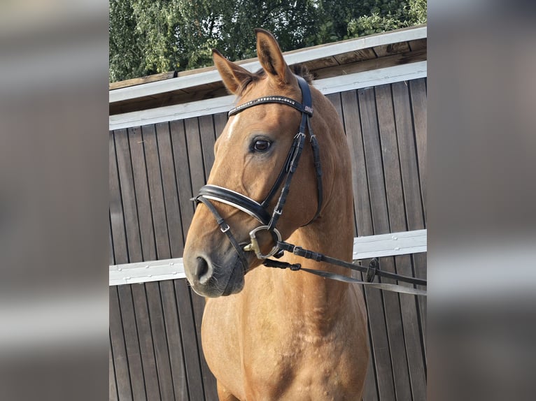 Appaloosa Mix Ruin 3 Jaar 153 cm Vos in M&#xFC;lheim an der Ruhr