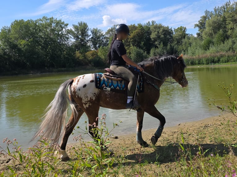 Appaloosa Mix Ruin 3 Jaar 154 cm Appaloosa in Linkenbach