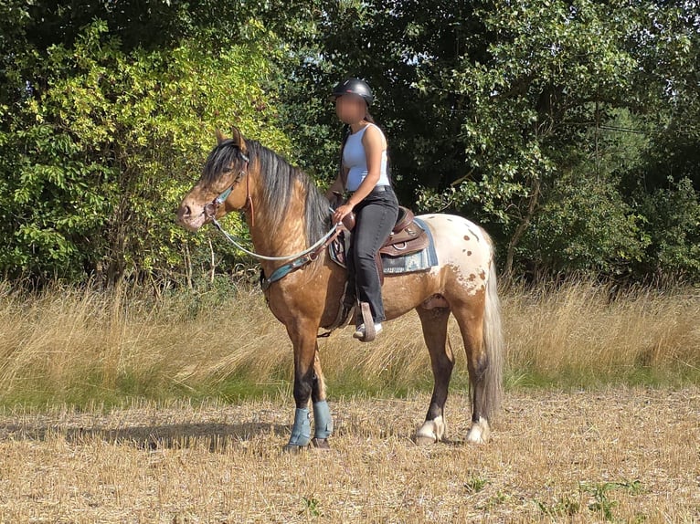 Appaloosa Mix Ruin 3 Jaar 154 cm Appaloosa in Linkenbach