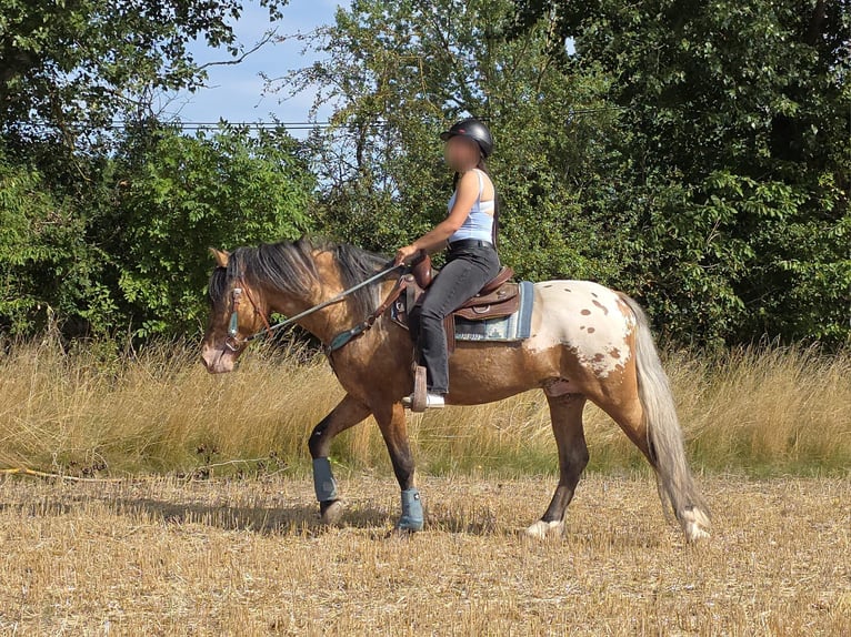 Appaloosa Mix Ruin 3 Jaar 154 cm Appaloosa in Linkenbach