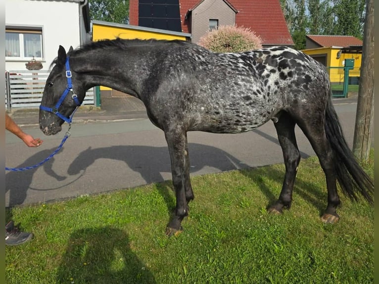 Appaloosa Ruin 3 Jaar 155 cm Appaloosa in Linkenbach