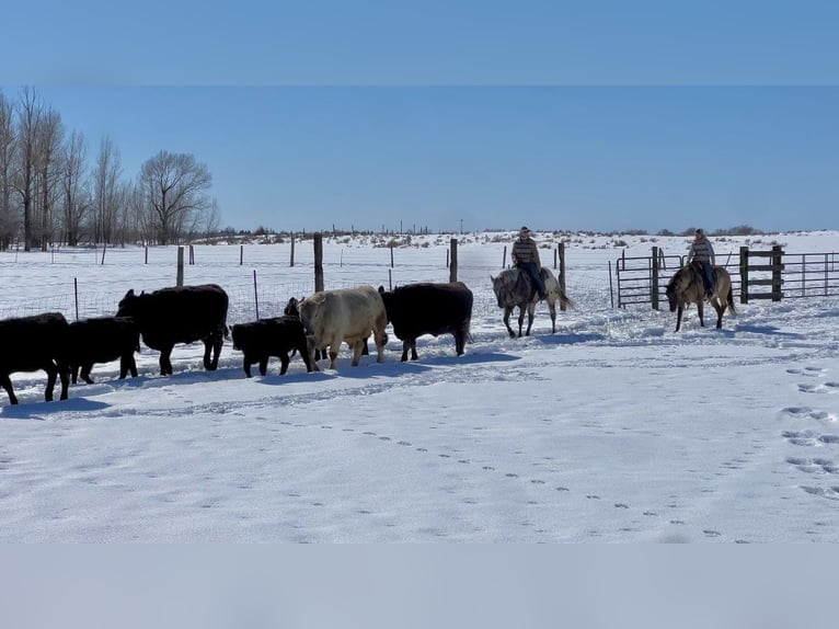 Appaloosa Ruin 3 Jaar 155 cm Bruin in Saint Anthony