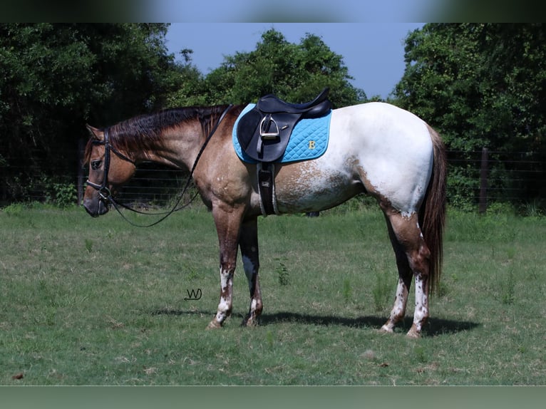 Appaloosa Ruin 3 Jaar 155 cm Buckskin in Carthage