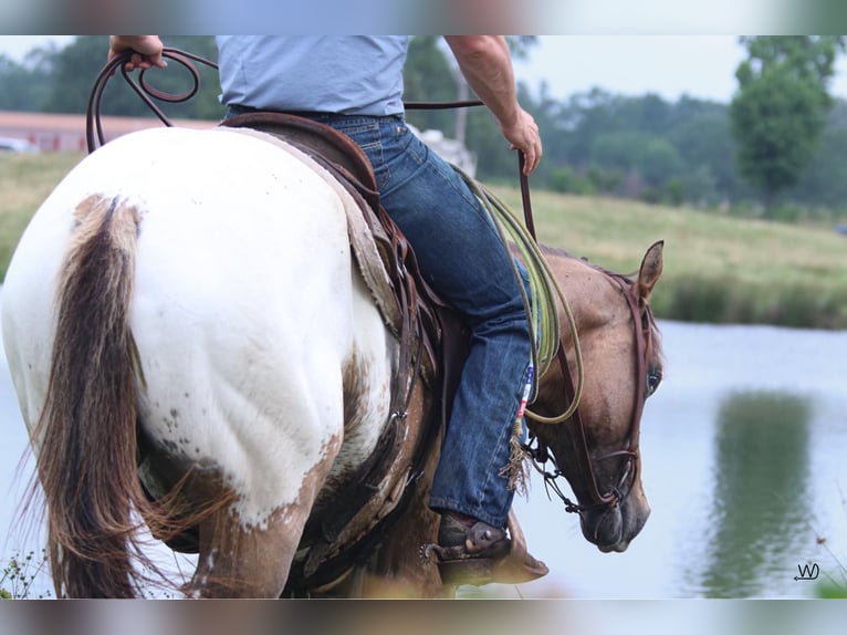 Appaloosa Ruin 3 Jaar 155 cm Buckskin in Carthage