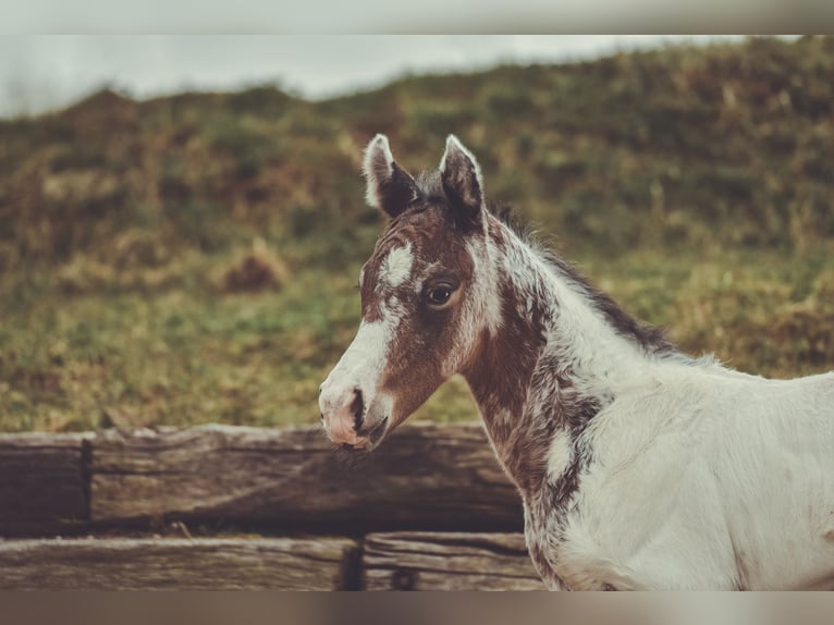 Appaloosa Ruin 3 Jaar 155 cm in Stein