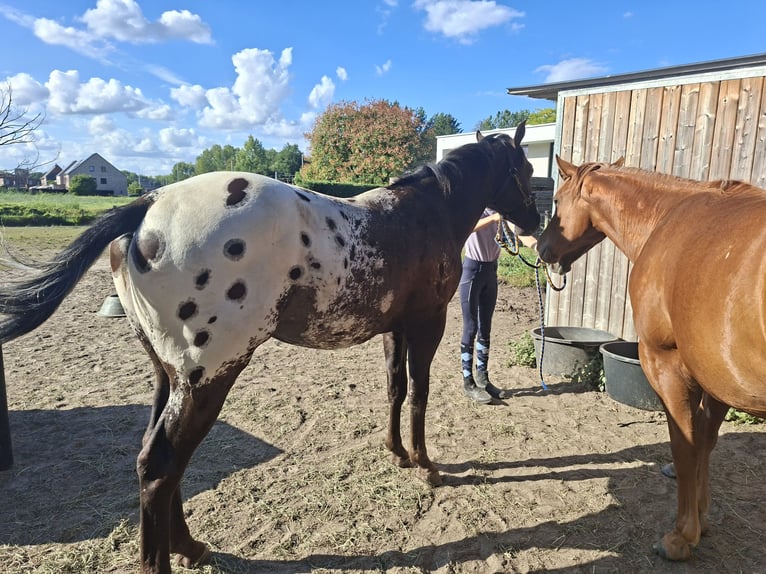 Appaloosa Ruin 3 Jaar 155 cm Zwartbruin in Boortmeerbeek