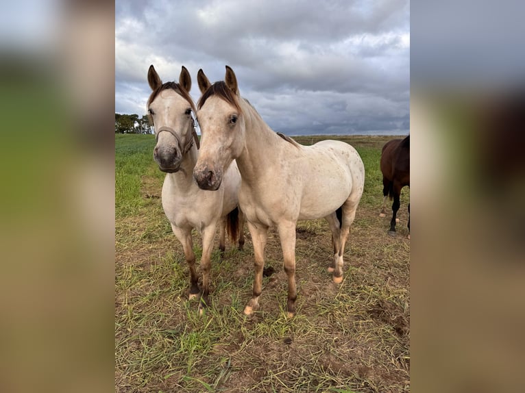 Appaloosa Ruin 3 Jaar 160 cm Buckskin in Rubkow