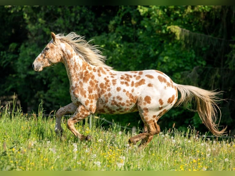 Appaloosa Ruin 3 Jaar 160 cm Palomino in Železný Brod