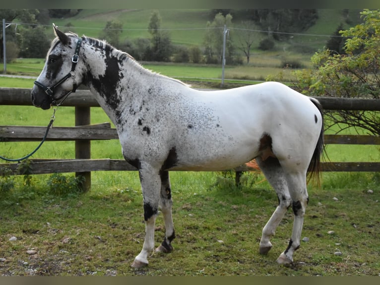 Appaloosa Ruin 3 Jaar 162 cm Gevlekt-paard in Gibswil