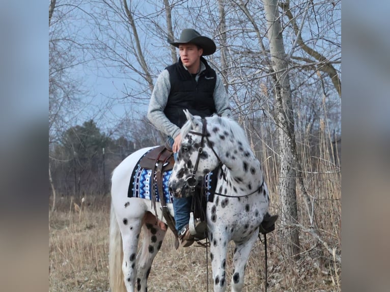Appaloosa Ruin 3 Jaar Appaloosa in Saginaw
