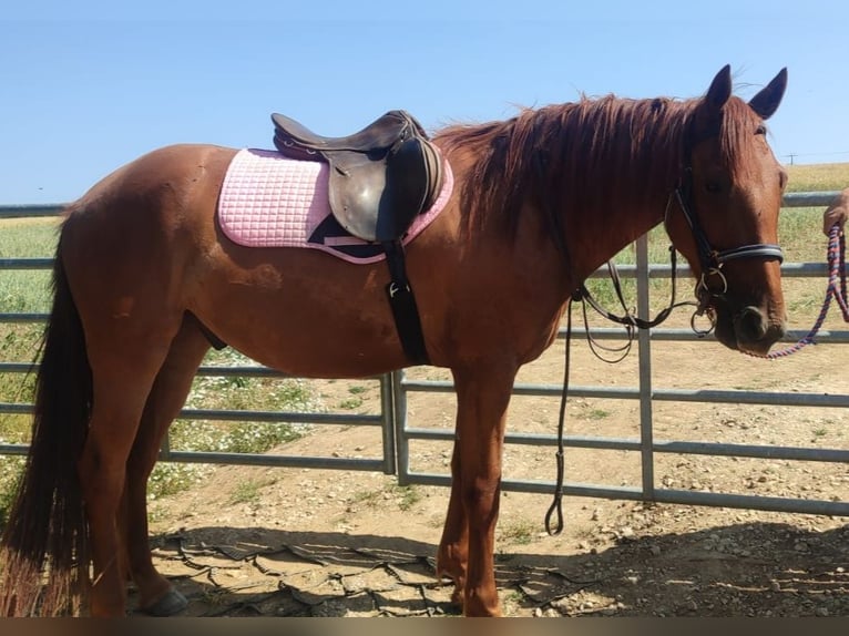 Appaloosa Mix Ruin 3 Jaar Donkere-vos in East riding of Yorkshire