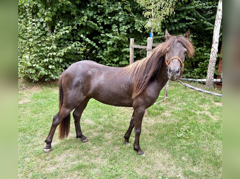 Appaloosa Ruin 4 Jaar 118 cm Donkere-vos in Petershagen