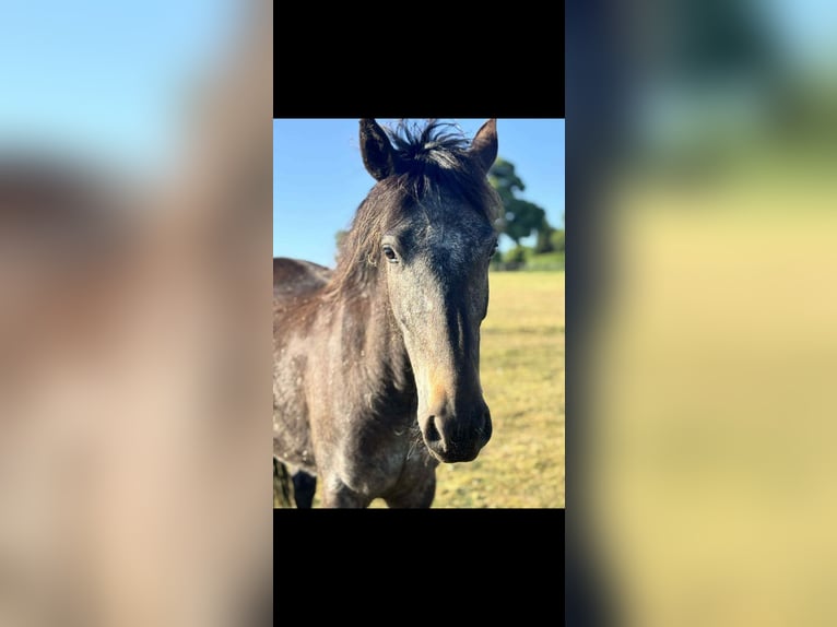 Appaloosa Mix Ruin 4 Jaar 132 cm Brown Falb schimmel in Newcastle