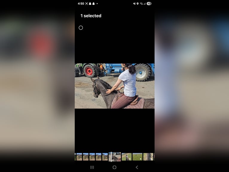 Appaloosa Mix Ruin 4 Jaar 132 cm Brown Falb schimmel in Newcastle Appaloosa Mix Ruin 4 Jaar 132 cm Brown Falb schimmel in Newcastle