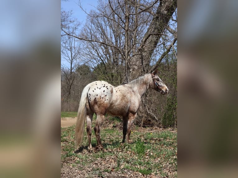 Appaloosa Ruin 4 Jaar 145 cm Roan-Bay in Howell, MI