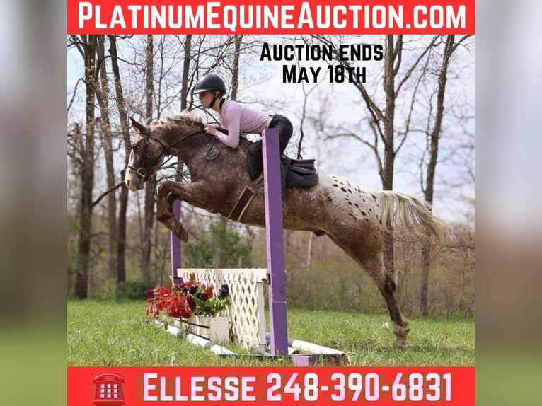 Appaloosa Ruin 4 Jaar 145 cm Roan-Bay in Howell, MI