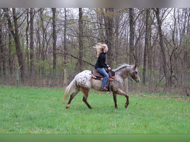 Appaloosa Ruin 4 Jaar 145 cm Roan-Bay in Howell, MI