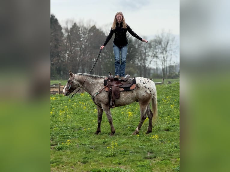 Appaloosa Ruin 4 Jaar 145 cm Roan-Bay in Howell, MI
