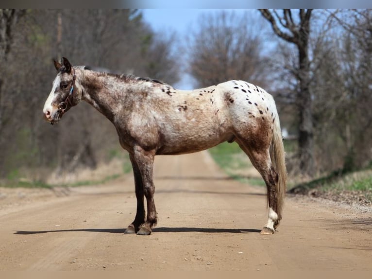 Appaloosa Ruin 4 Jaar 145 cm Roan-Bay in Howell, MI